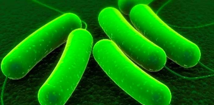 ecoli ecoli