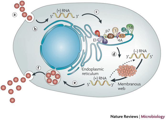 hepatitis-c