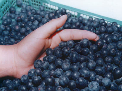 arandanos