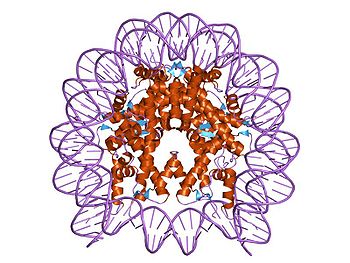 350px-PDB_1u35_EBI
