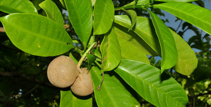 voacanda-africana