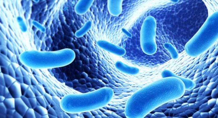 bacterias-intestinales-y-SII