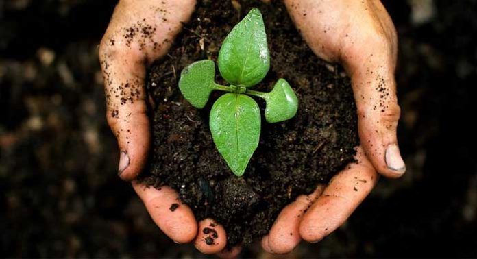 compost-para-jardineria