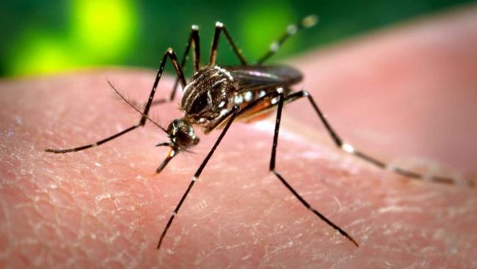 vacuna virus zika